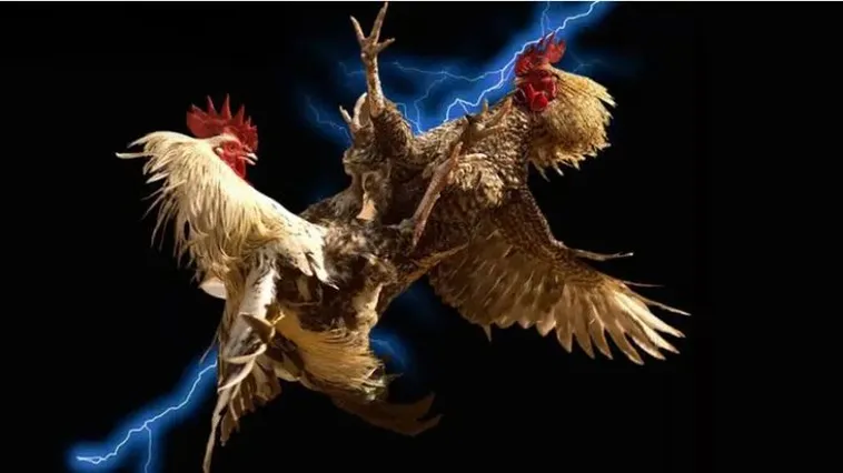 Thống Lĩnh Đá Gà WS168 Tại VVVWin: Bí Quyết Chiến Thắng Dễ Dàng