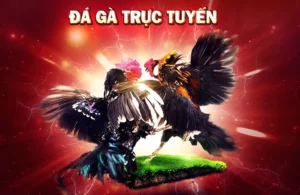 Tham Gia Đá Gà 3D Tại VVVWin: Bí Quyết Chiến Thắng Đỉnh Cao